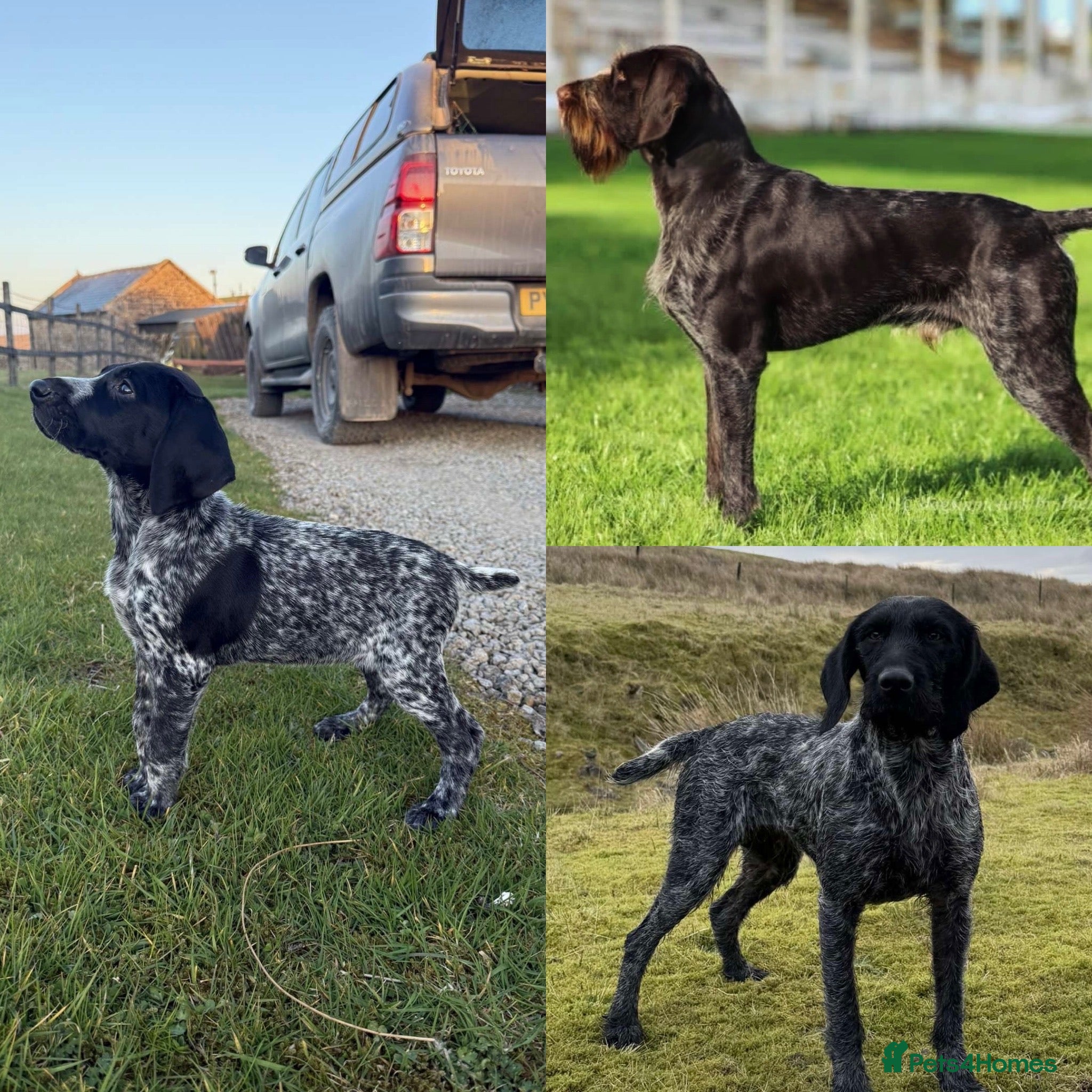 German Wirehaired Pointer dogs Last Bitch Pup Available  - Advert 2