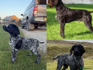German Wirehaired Pointer dogs Last Bitch Pup Available - Advert 8