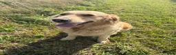 Golden Retriever dogs for sale: Gorgeous loving golden retriever girl - Advert 8