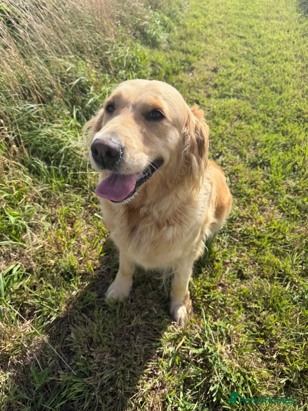 Golden Retriever dogs for sale: Gorgeous loving golden retriever girl - Advert 8