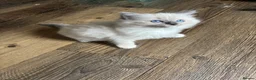 Ragdoll cats for sale: Stunning Female Ragdoll Kittens – Born 1st July 🐾 in Stockton-on-Tees - Advert 5
