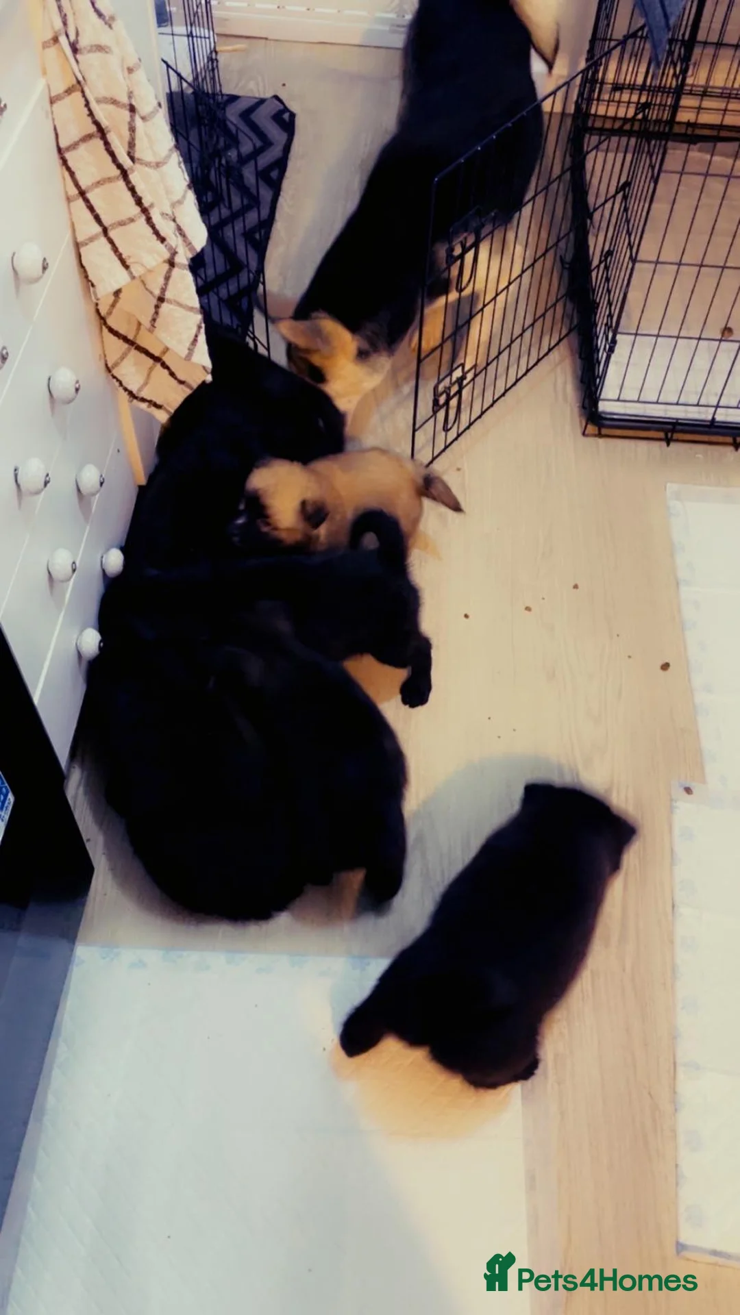 Pomsky dogs for sale: Pomsky puppies ready for their forever home 💞 in Swansea - Advert 2