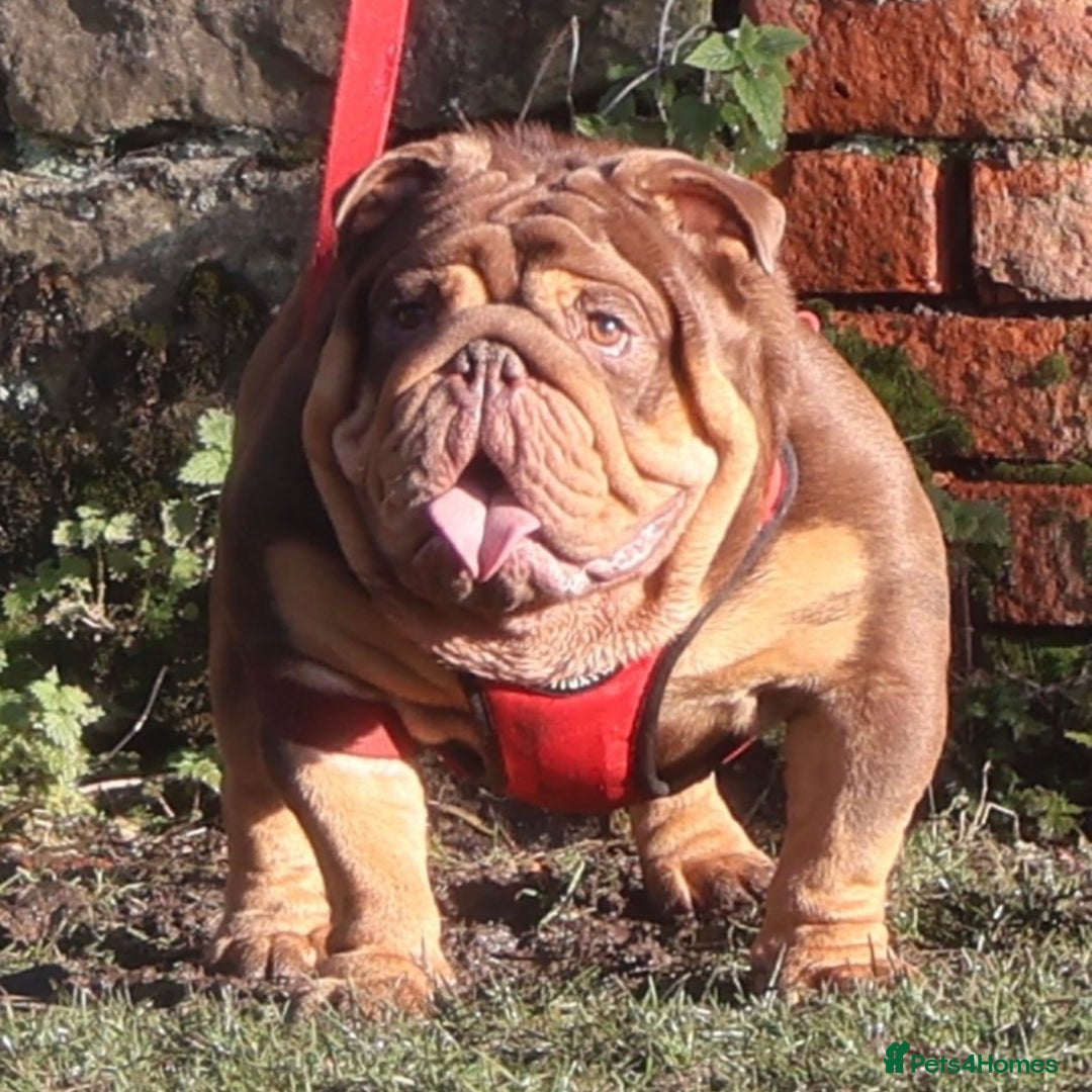 English Bulldog dogs for stud: ⭐️ ROCKEFELLER ⭐️ - Advert 3