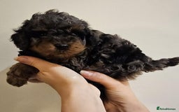 Cockapoo dogs for sale: Beautiful Toy f2 Cockapoos  - Image 6