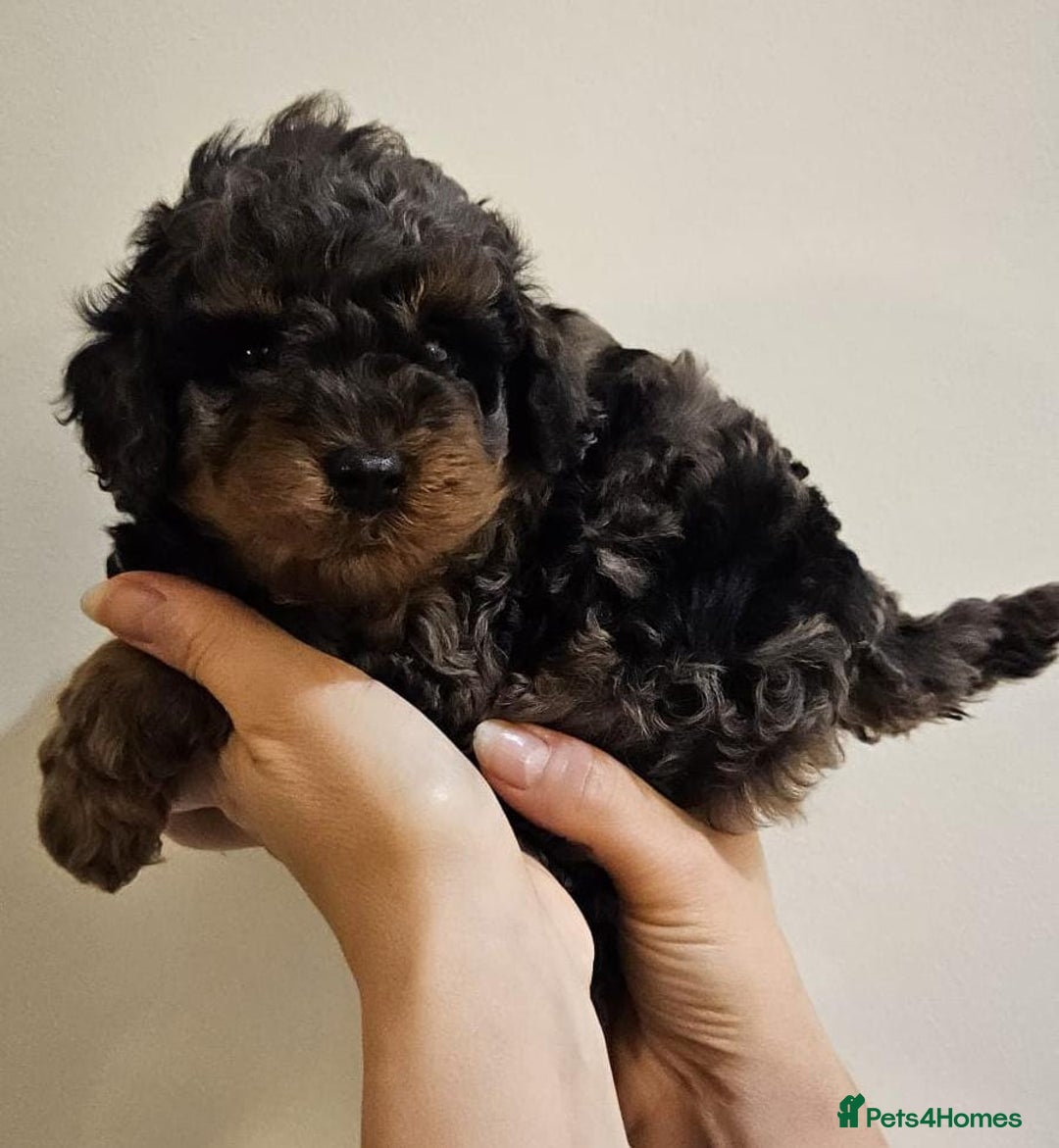 Cockapoo dogs for sale: Beautiful Toy f2 Cockapoos  - Image 6