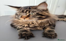 Maine Coon cats for sale: 3 Purebred Maine Coon Kittens - Will Sell Fast!! ✨ - Image 13