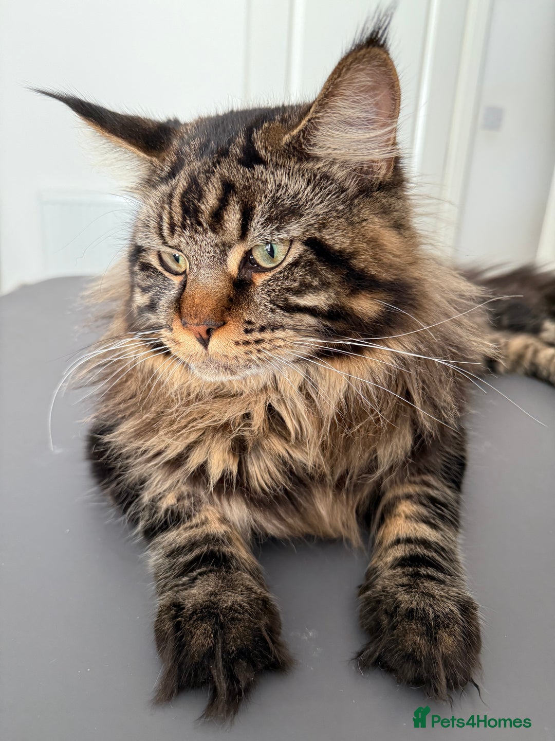Maine Coon cats for sale: 3 Purebred Maine Coon Kittens - Will Sell Fast!! ✨ - Image 13
