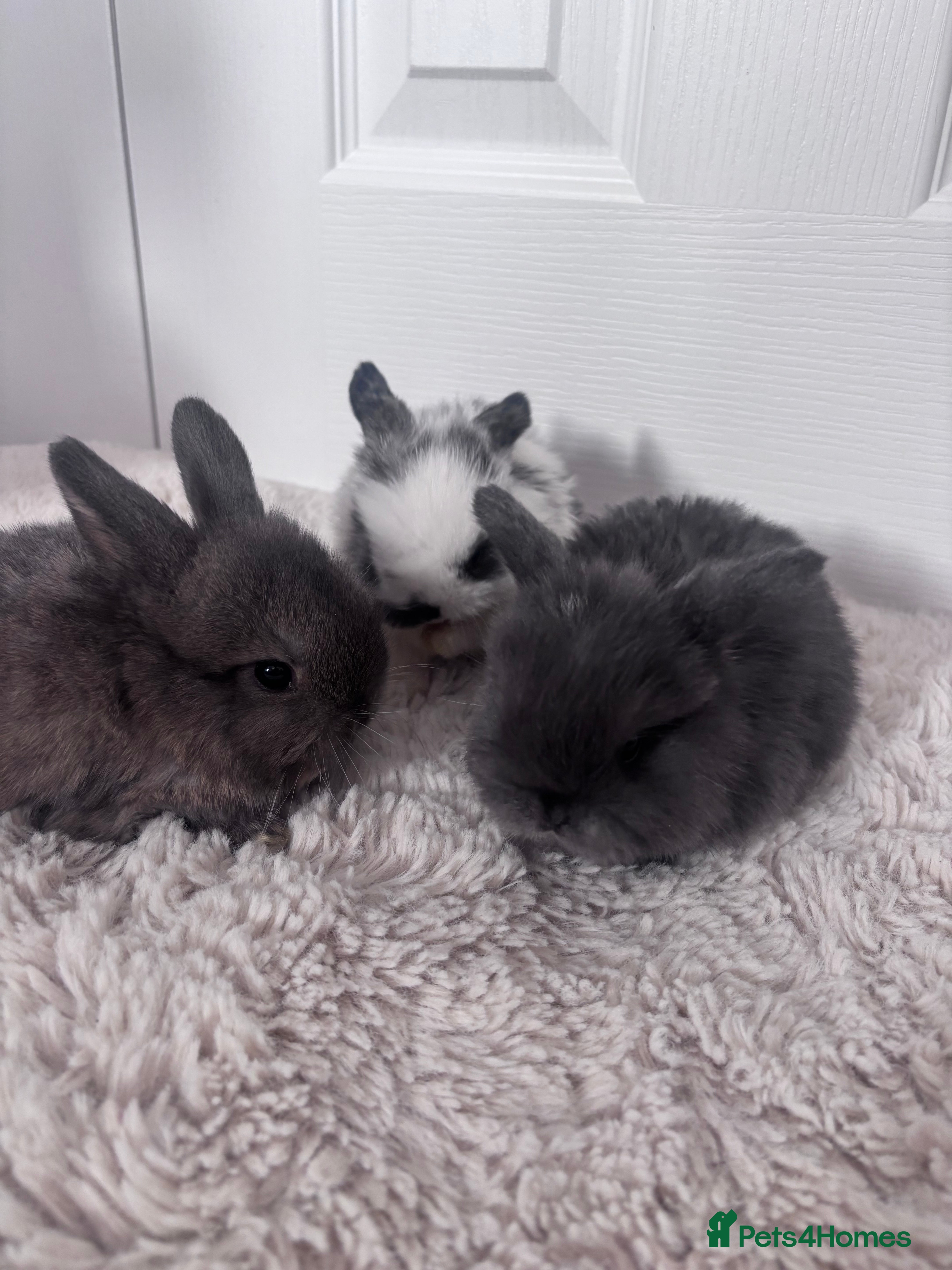 Mini Lop rabbits Mini lop bunnies🤎 - Advert 1