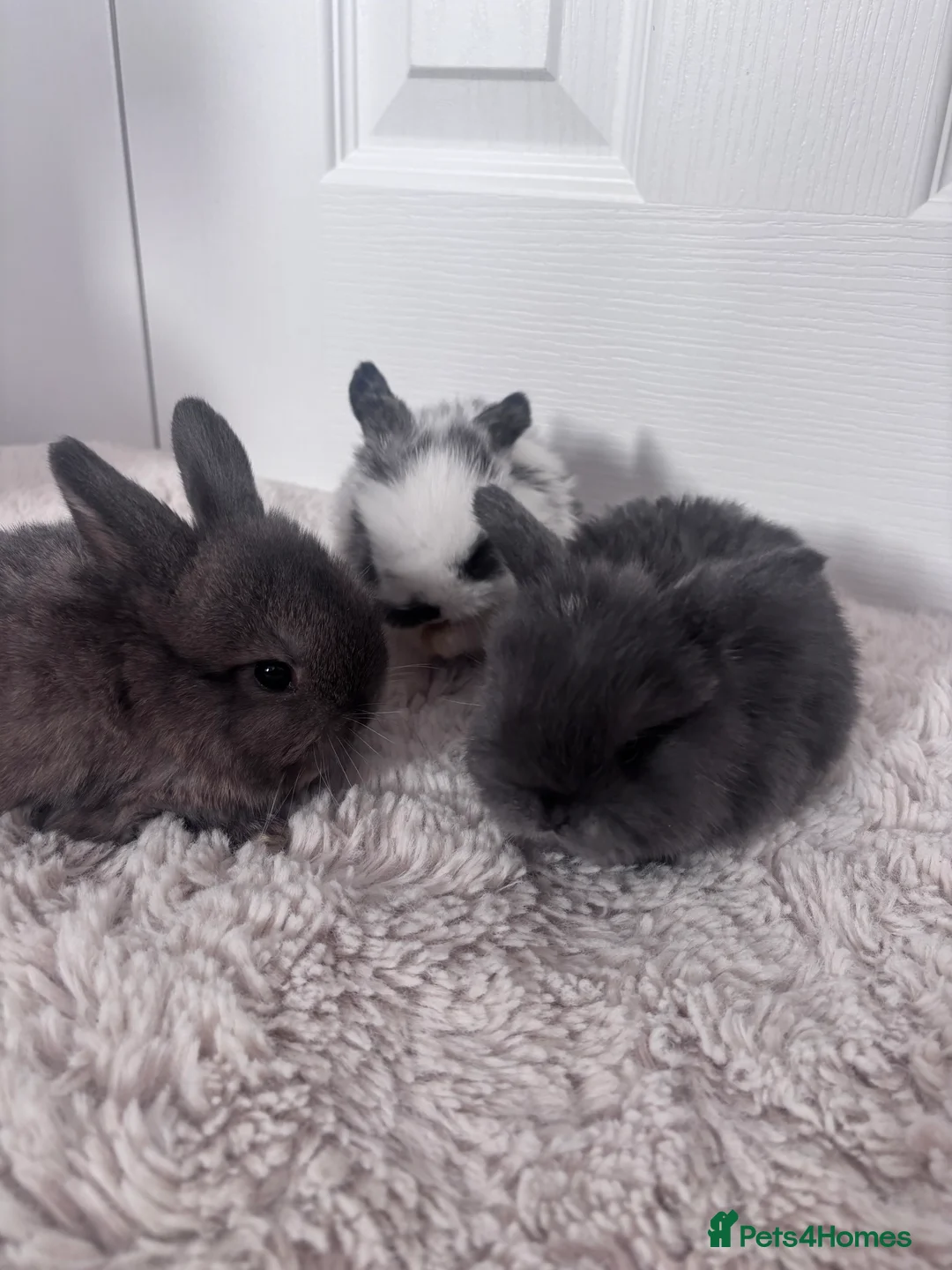 Mini Lop rabbits for sale: Mini lop bunnies🤎 in Bourne - Advert 1