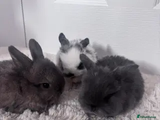 Mini Lop rabbits Mini lop bunnies🤎 - Advert 1