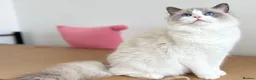 Ragdoll cats for sale: Cute chunky purring ragdoll girls - Advert 29