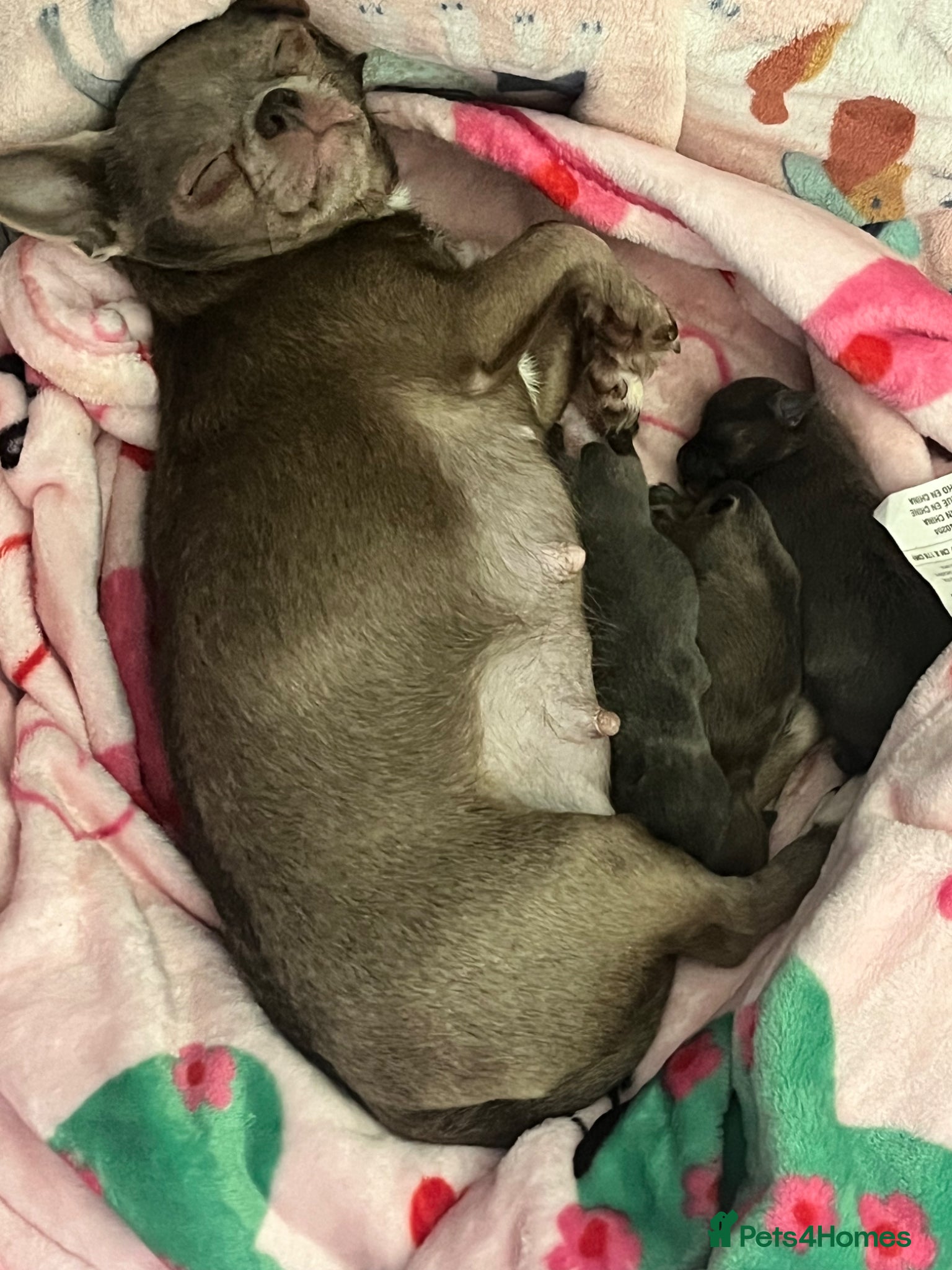 Chihuahua dogs Lovely KC registered Chihuahuas 💕❤️ - Advert 1