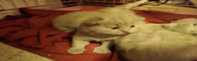 British Shorthair Kitten 1