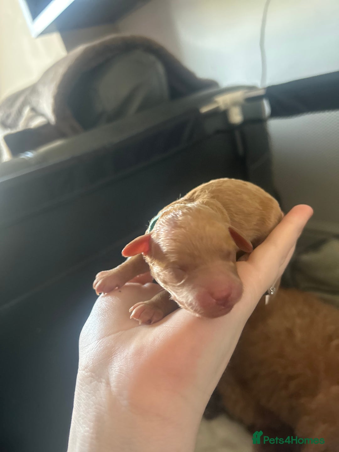 Cockapoo dogs for sale: Beautiful Cockapoo pups ready 22/11/2025 - Image 11