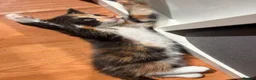 Mixed Breed cats for sale: Adorable kittens ready for loving homes - Advert 32
