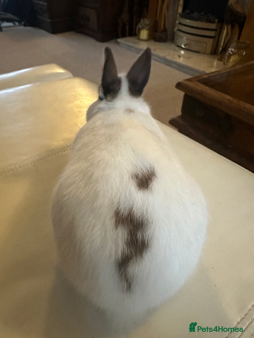 Netherland Dwarf rabbits for sale: Purebred Netherland Dwarf - Advert 4