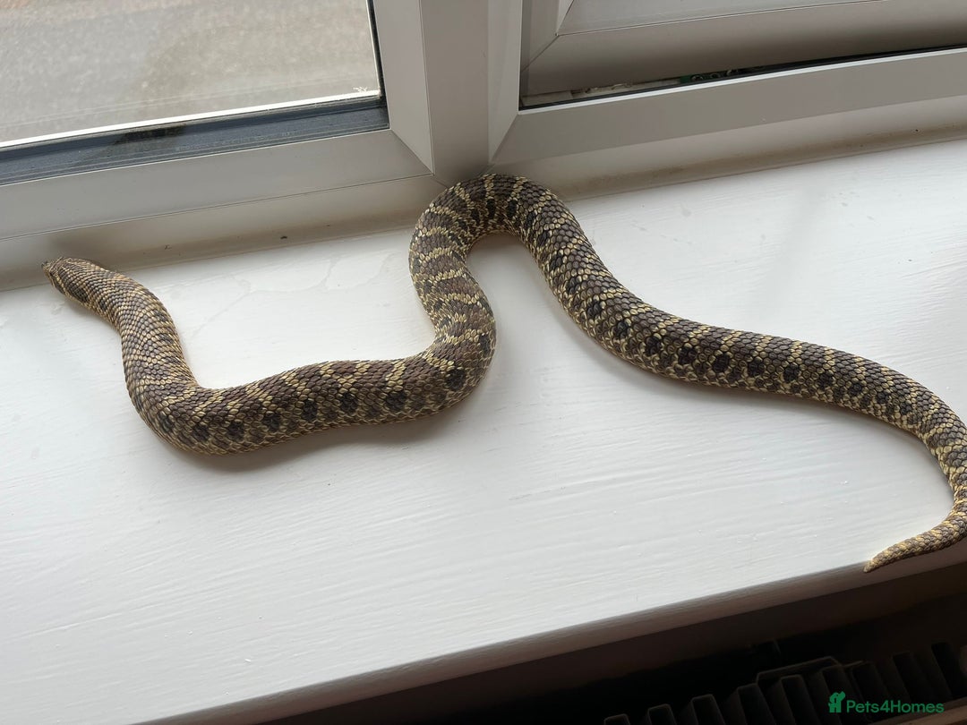 Snake reptiles for sale: 🐍Toffee Western Hognose Snake + Full Setup (£180) - Image 3