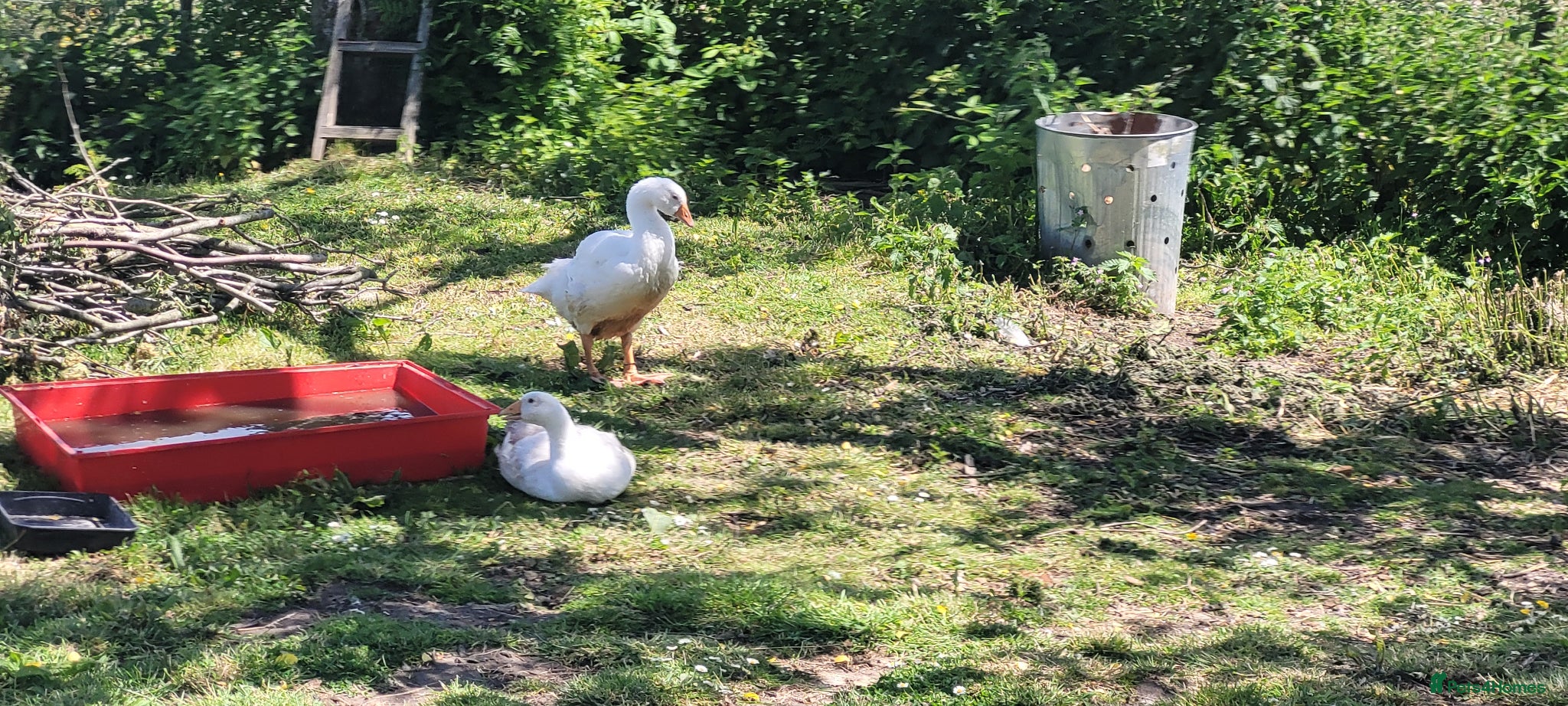 Geese poultry Embden geese 10/12 weeks old  - Advert 1