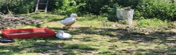 Geese poultry for sale: Embden geese 10/12 weeks old  in Buxton - Advert 1
