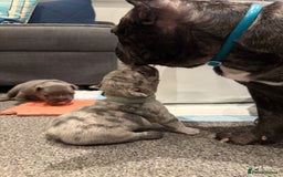French Bulldog dogs for sale: French bulldog puppies looking for loving homes  - Image 27