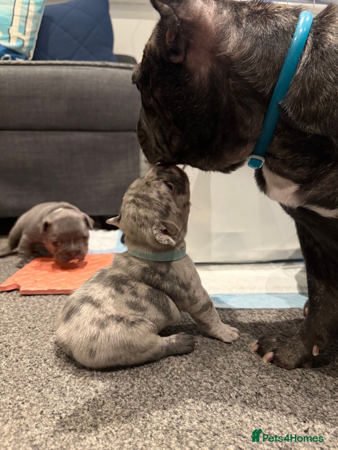 French Bulldog dogs for sale: French bulldog puppies looking for loving homes  - Image 27