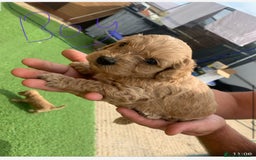 Cavapoo dogs for sale: Cavapoo - Image 8