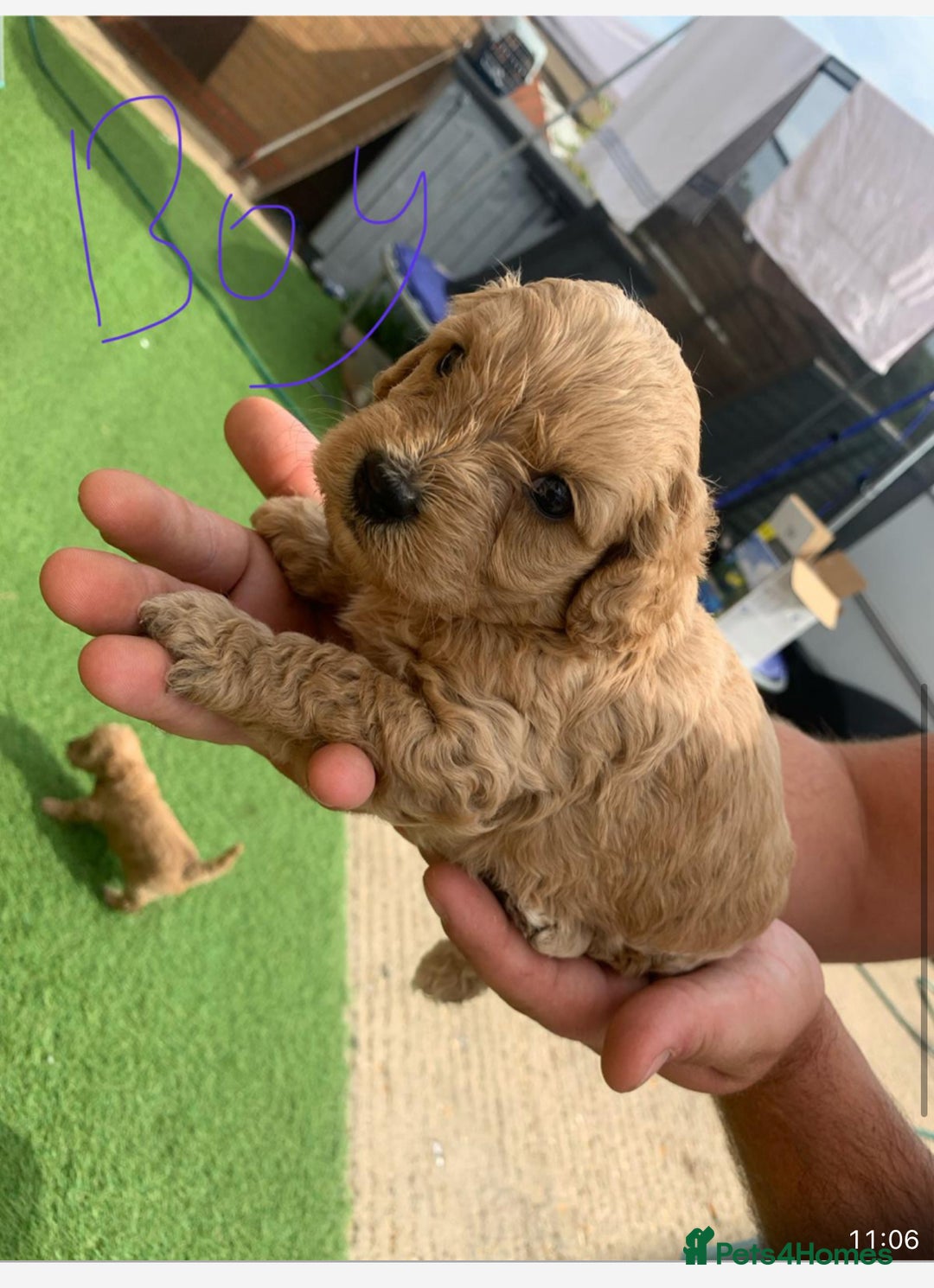 Cavapoo dogs for sale: Cavapoo - Image 8
