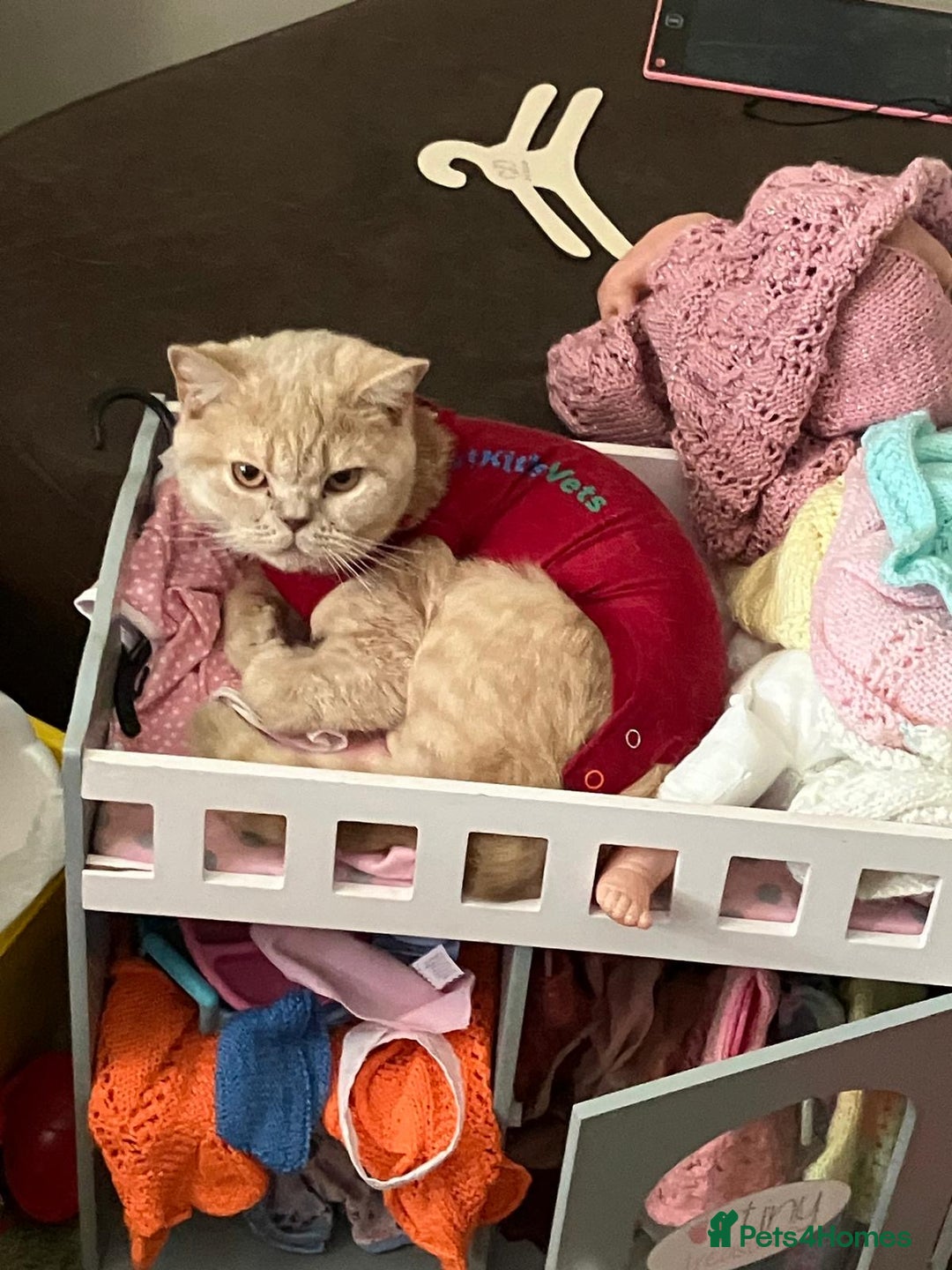 British Shorthair cats for sale: Mabel needs a quiet loving home  - Image 7