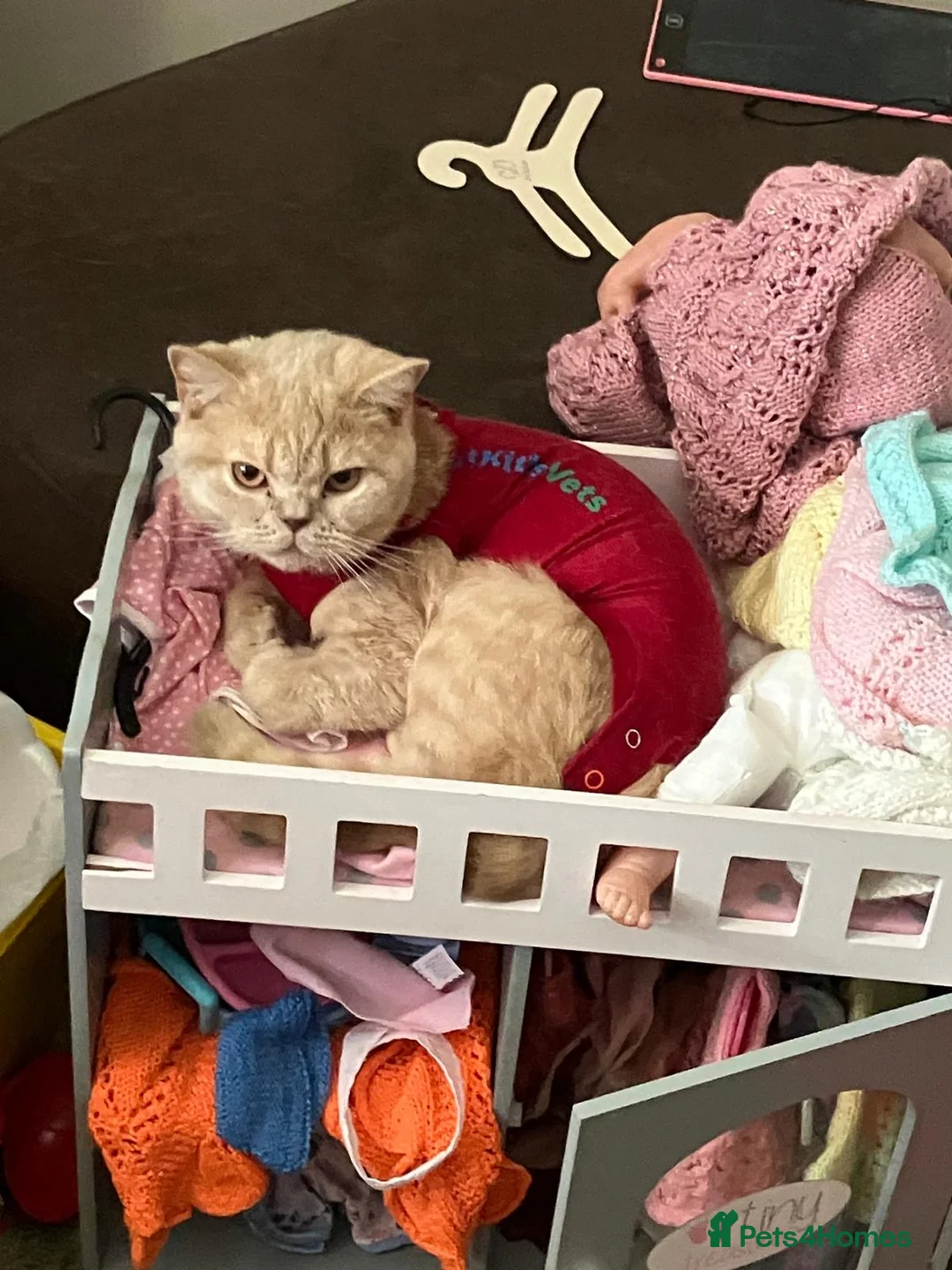 British Shorthair cats for sale: Mabel needs a quiet loving home  - Advert 7