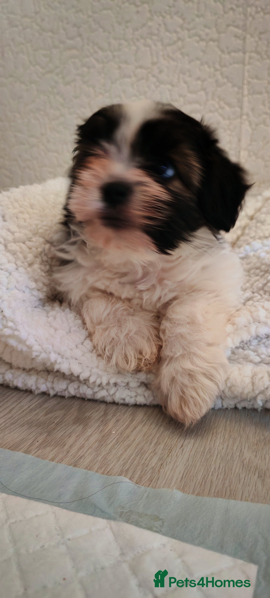 Shih Tzu dogs for sale: Beautiful full breed fluffy Shih Tzu boy  - Advert 15