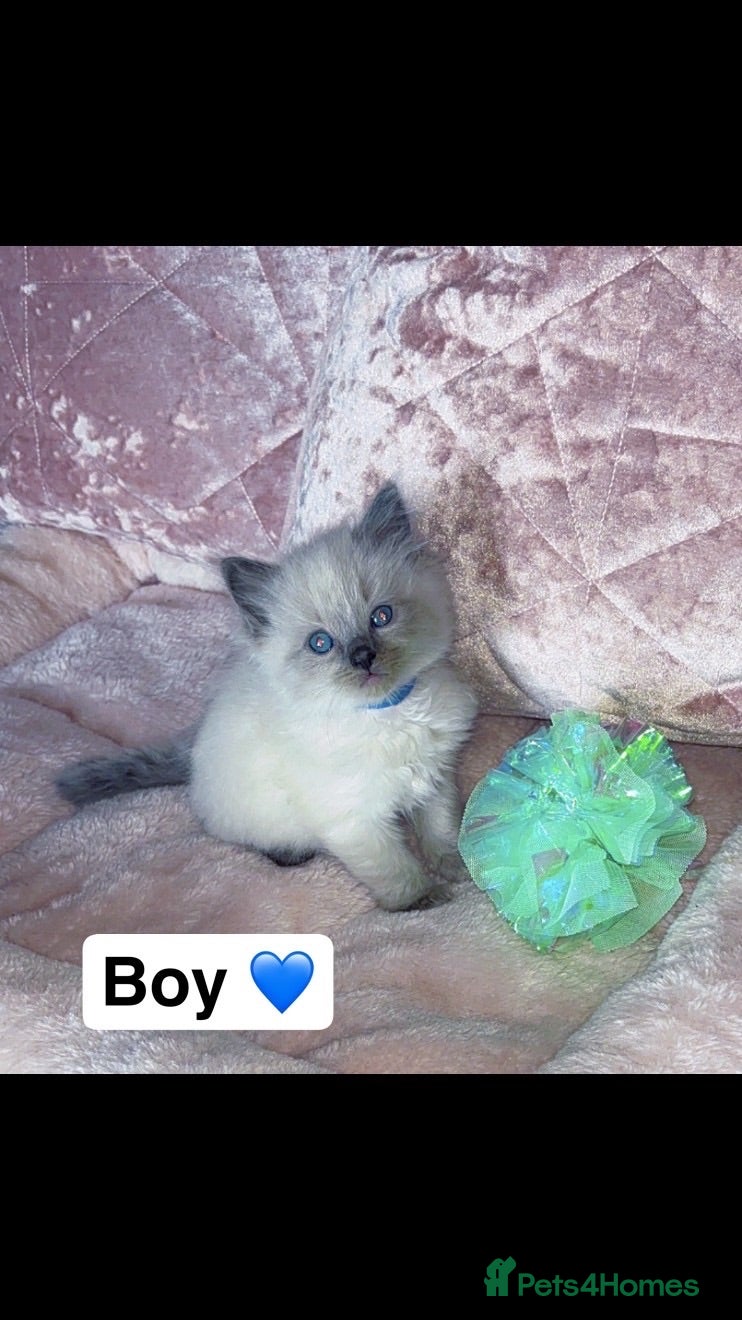 Ragdoll cats 🎀fluffy pedigree Ragdoll babies🎀 - Advert 1