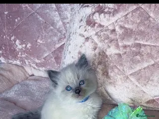 Ragdoll cats 🎀fluffy pedigree Ragdoll babies🎀 - Advert 1
