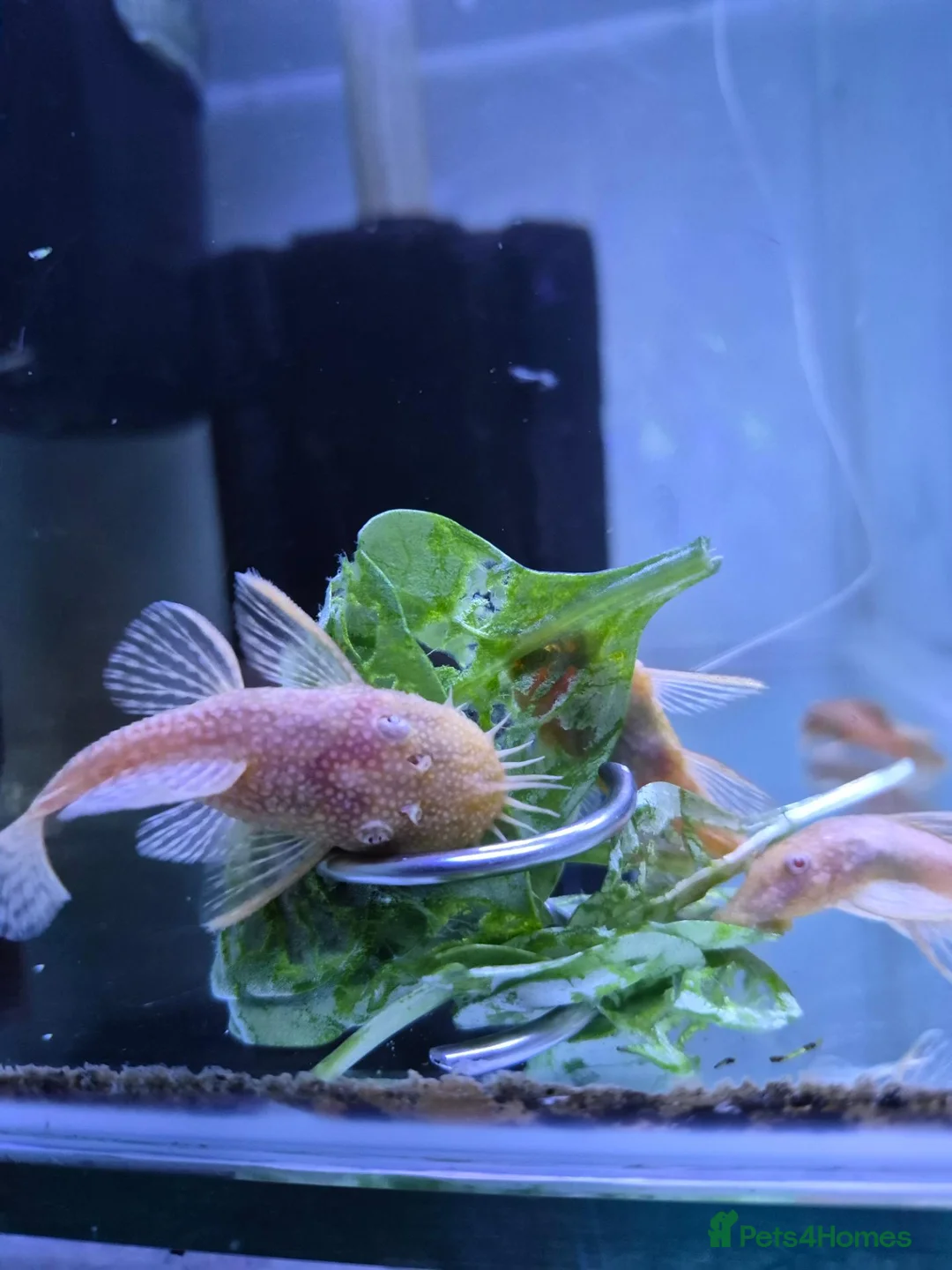 Plecos fish for sale: Tropical fish, Bristlenose, Lemons, Albino, - Advert 2