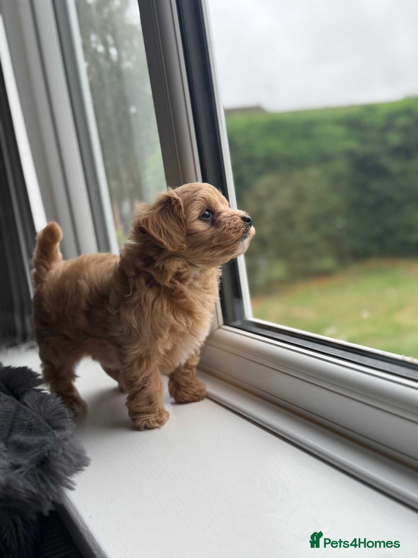 Maltipoo dogs Asian Maltipoo Ready Now!! - Advert 2