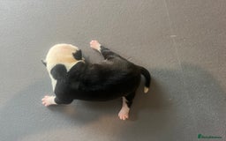 Mixed Breed dogs for sale: StaffyXAmerican bulldog puppies  - Image 26