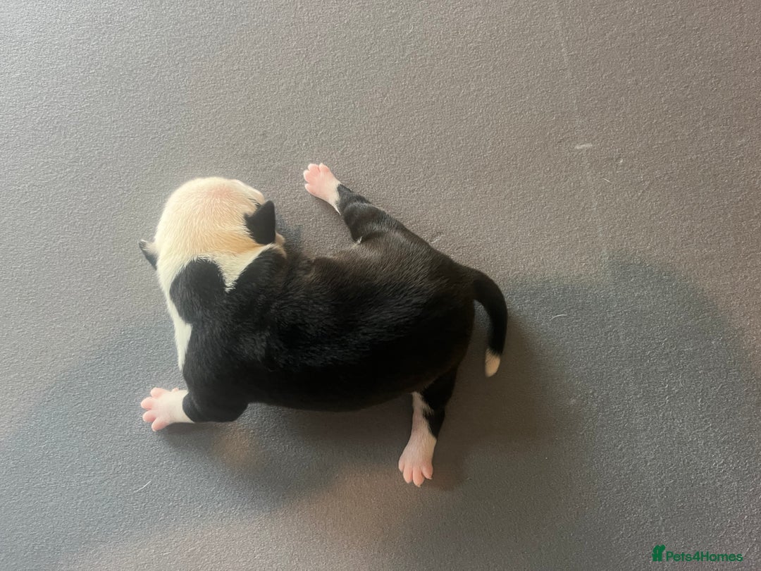 Mixed Breed dogs for sale: StaffyXAmerican bulldog puppies  - Image 26