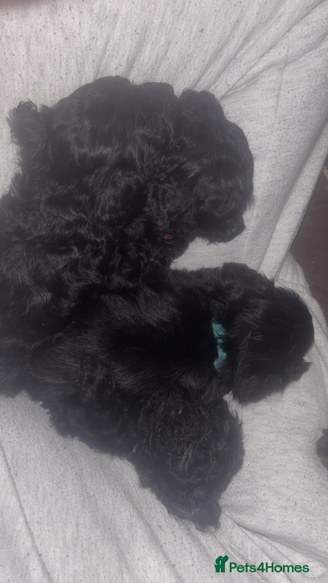 Cockapoo dogs for sale: Cockapoo pups - Advert 4