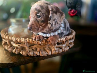 Miniature Dachshund dogs Quality miniature daschund - Advert 3