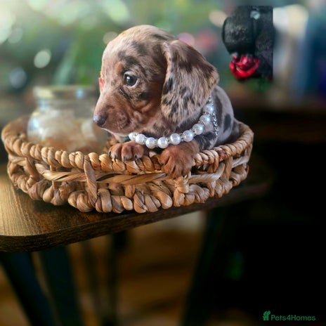 Miniature Dachshund dogs Quality miniature daschund - Advert 2