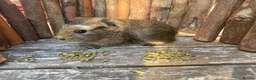 Guinea Pig rodents for sale: Abyssinian/ long-haired babies - Advert 20