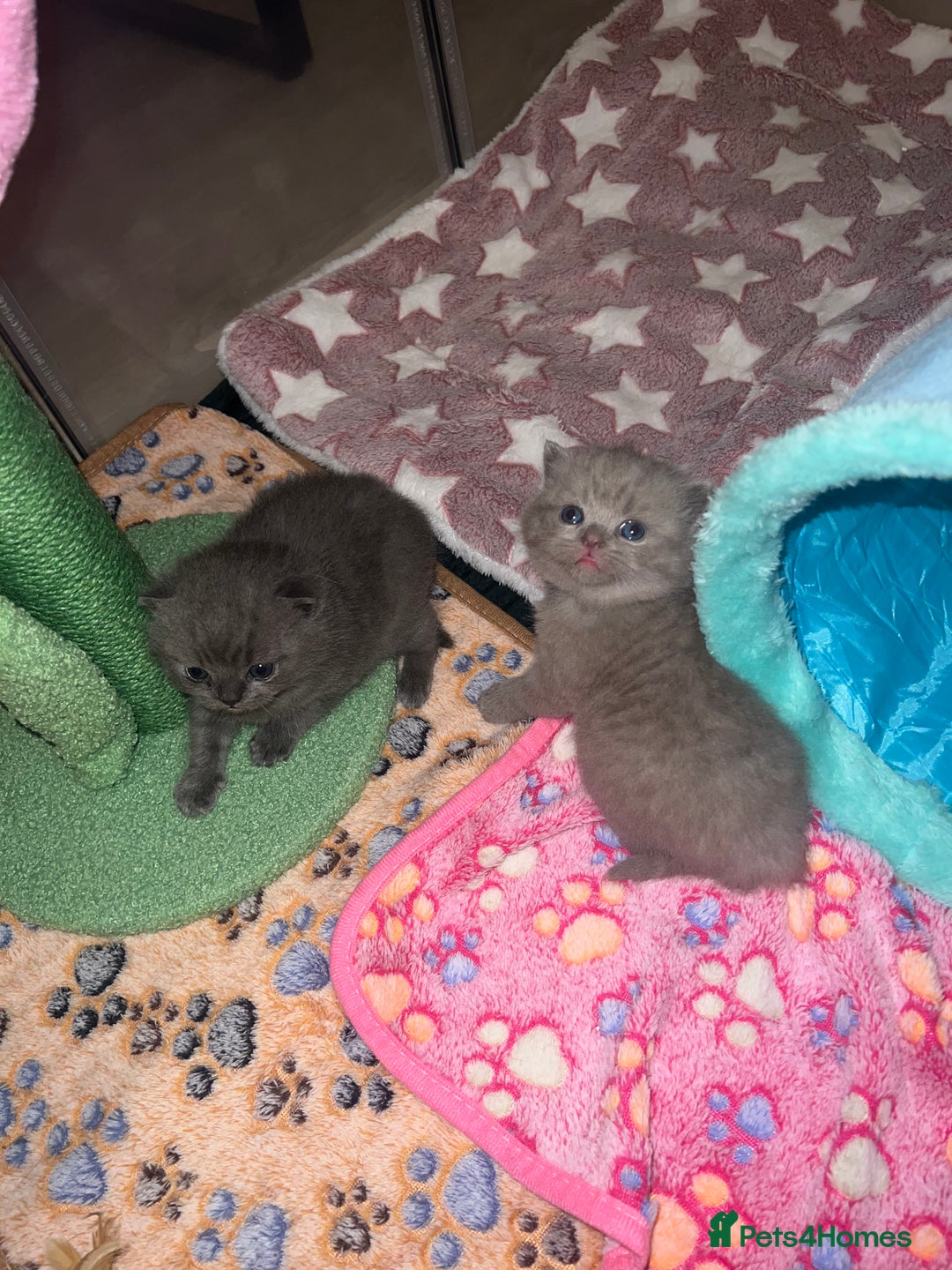 British Shorthair cats for sale: British Shorthair Kittens - Image 9