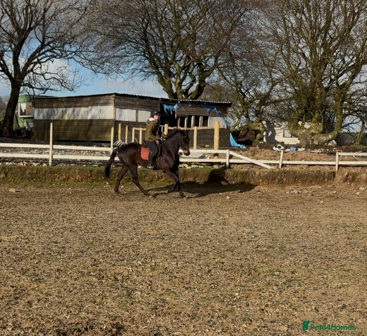 Irish Thoroughbred horses 15hh 5 year old gelding - Advert 3