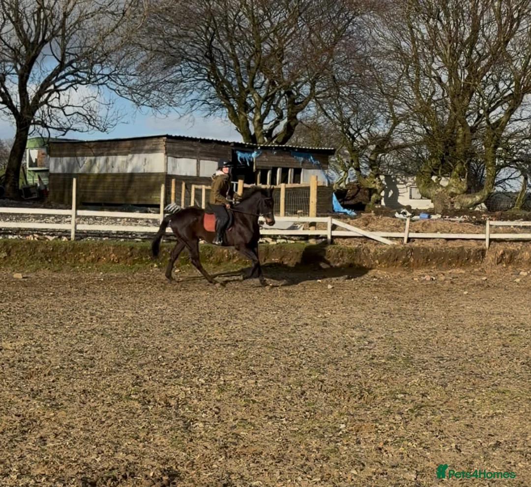 Irish Thoroughbred horses for sale: 15hh 5 year old gelding in Bargoed - Advert 1