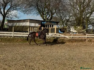 Irish Thoroughbred horses 15hh 5 year old gelding - Advert 3