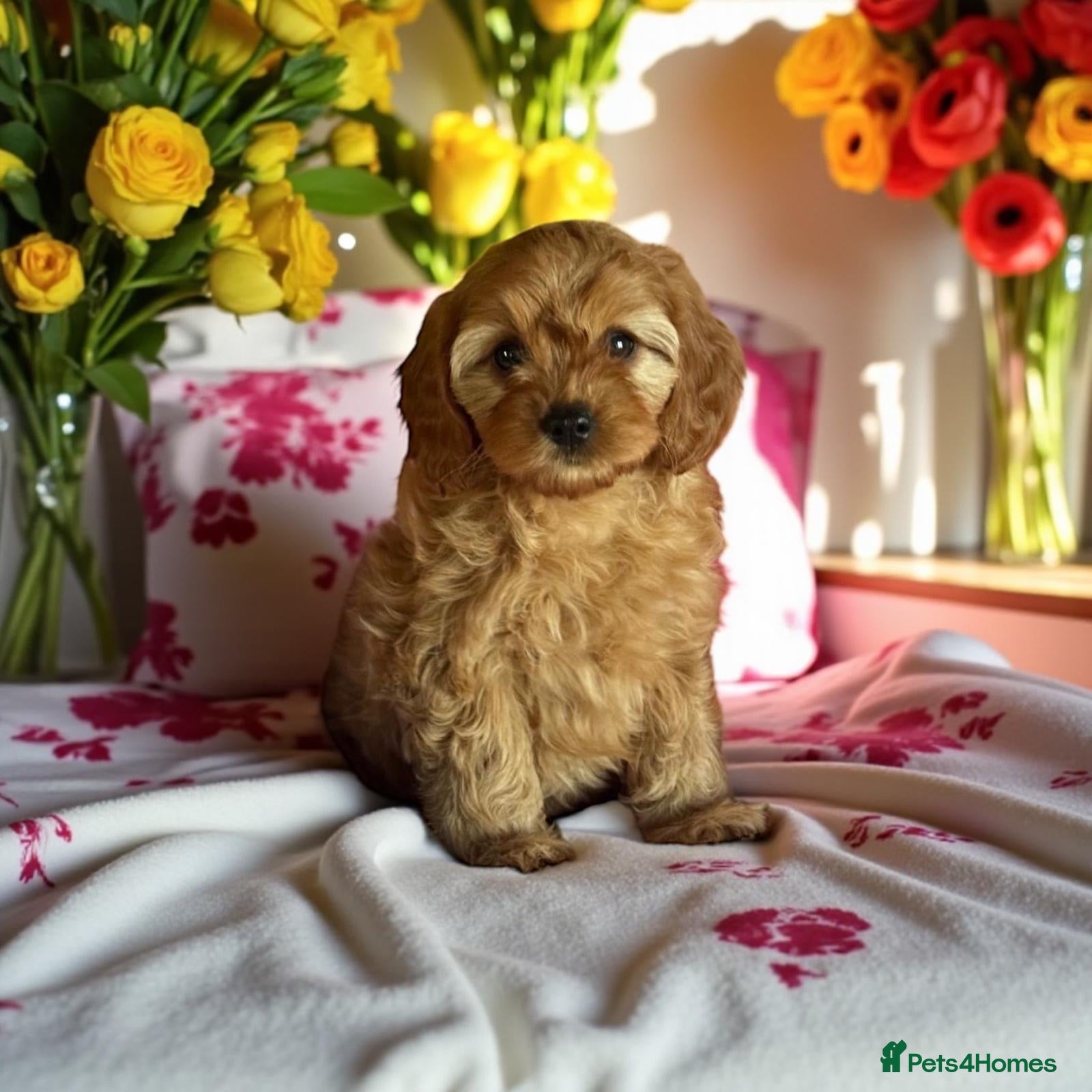 Cavapoo dogs 1 girl red Cavapoo babies looking for families  - Advert 1