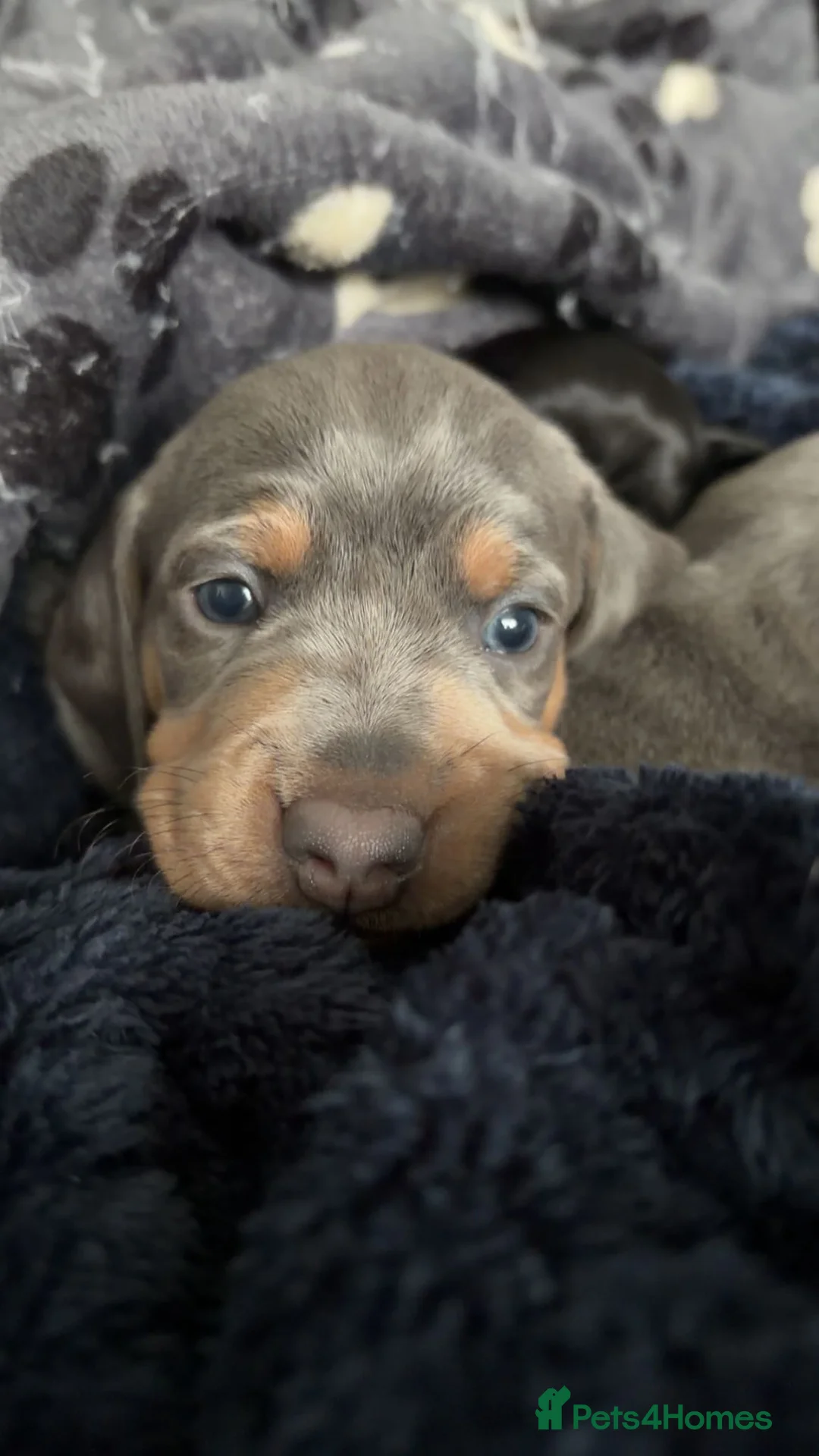 Miniature Dachshund dogs for sale:  Miniature Dachshund boys  - Advert 14