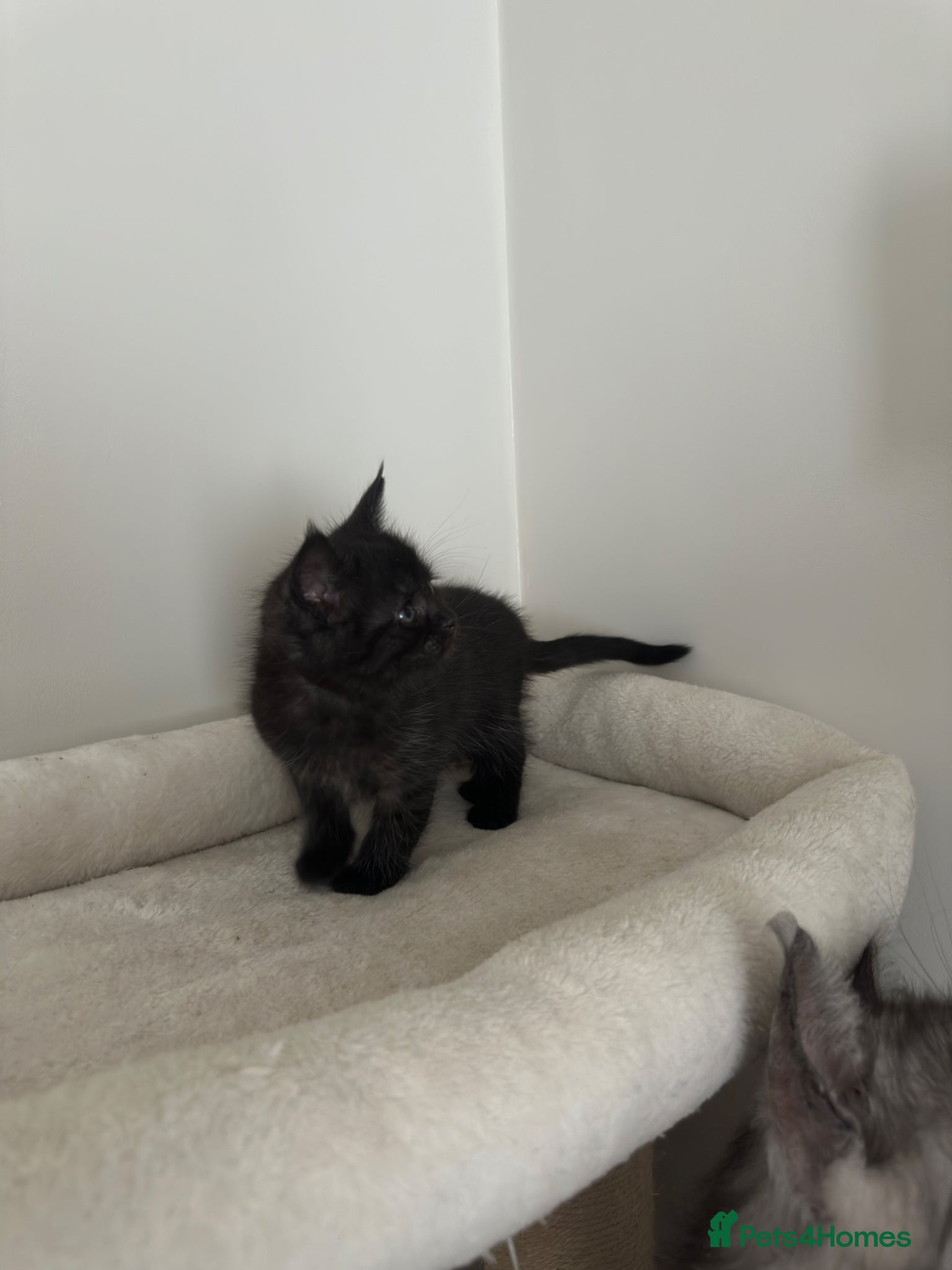 Mixed Breed cats for sale: Maine coon mix breed kittens  - Advert 8
