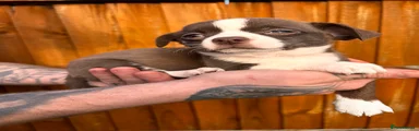 Chihuahua Puppy 8