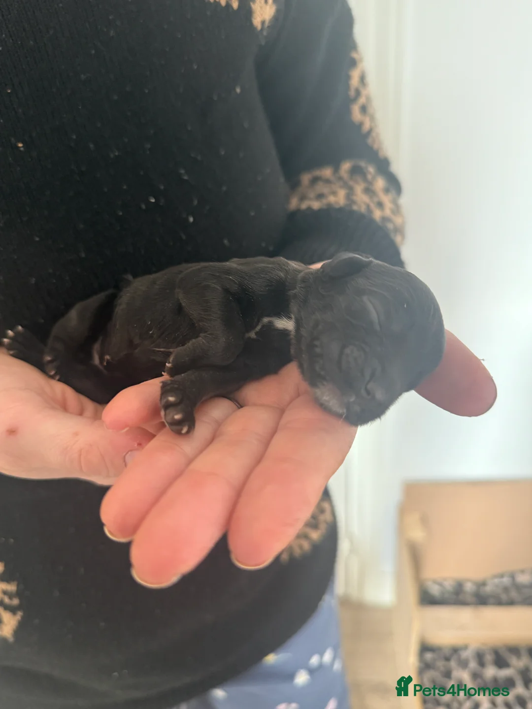 Cocker Spaniel dogs for sale: 3 Cocker Spaniel puppies. AVAILABLE TO VIEW - Advert 16