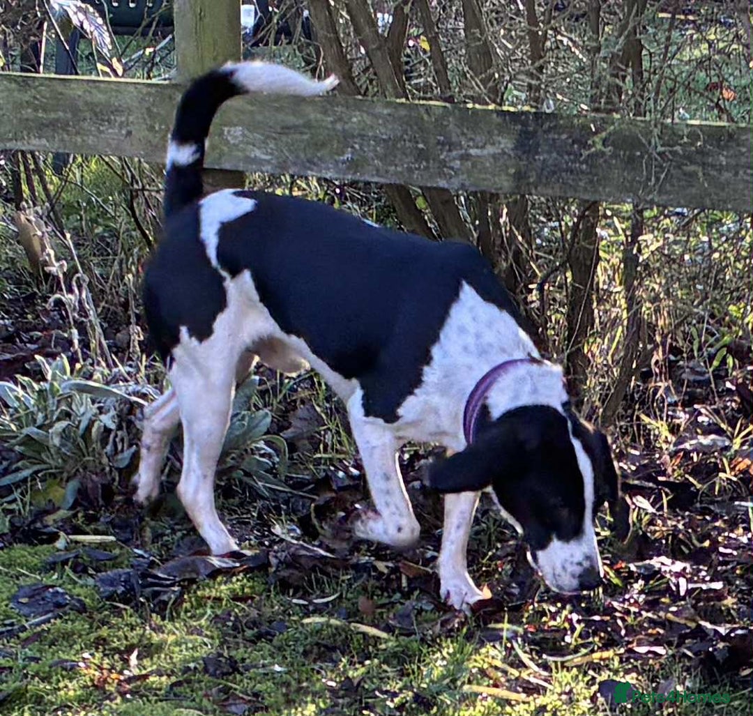 Mixed Breed dogs for adoption: 💔 PARIS is STILL WAITING FOR HOME 💔 - Advert 13